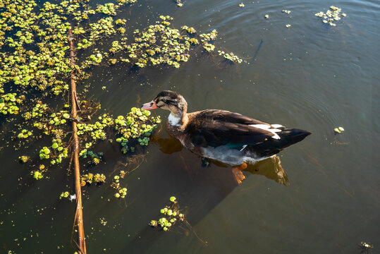 Duckling swims peacefully in calm, sunlit water with floating plants