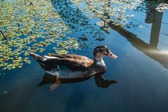 Duckling swims peacefully in calm, sunlit water with floating plants