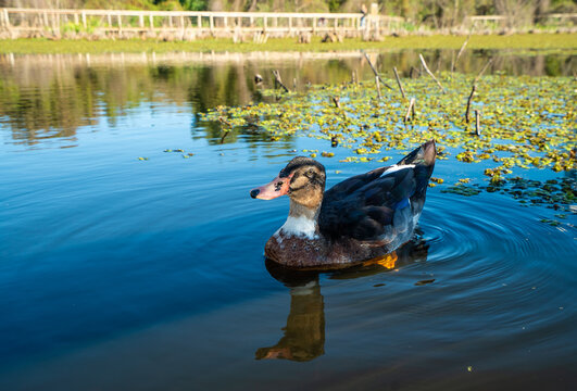 Duckling swims peacefully in calm, sunlit water with floating plants