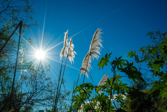 Sunburst highlights feathery plumes against vivid blue sky