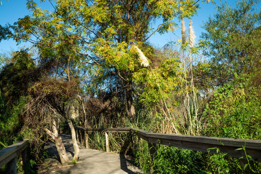 Pathway through marshland reeds, perfect for nature blogs or outdoor adventures