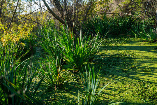 Green reeds and yellow blossoms thrive in sunlit wetland