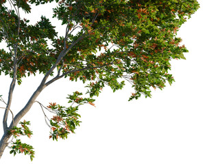 Fototapeta premium Sassafras albidum tree, corner view, cutout, isolate, transparent background, Autumn Maple Leaf Close-Up - Vibrant Fall Foliage, Detailed Texture, Nature's Beauty