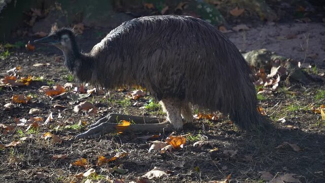 Close up emu resting on a meadow on a sunny day in autumn