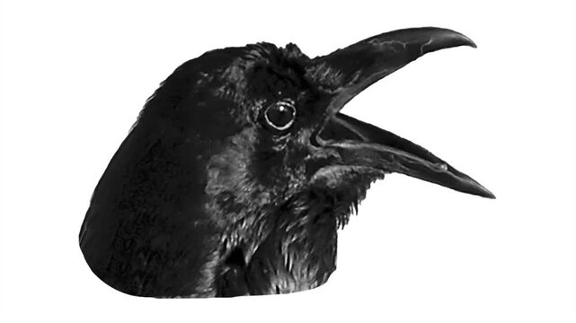 Isolated photo of black crow head with mouth open motion seamless animated video
