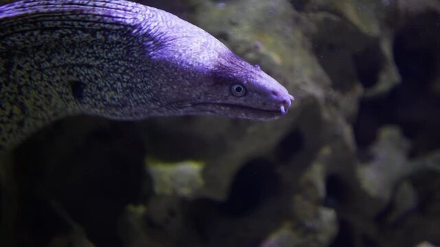 Close up head of a large white leopard eel swimming around beside a coral reef underwater