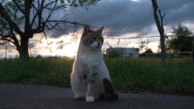 A cream-colored three-legged domestic cat outdoors on a quiet rural road beside tall grass, seen in soft natural light with a blurred countryside background. 
