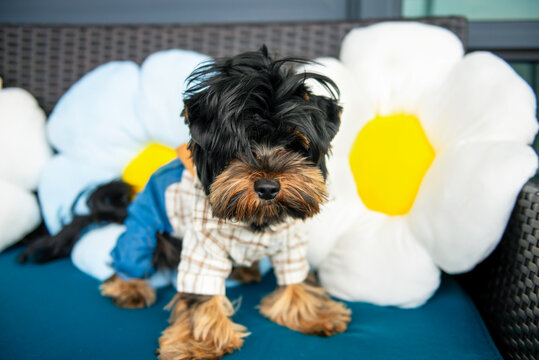 funny shaggy Yorkshire Terrier puppy poses