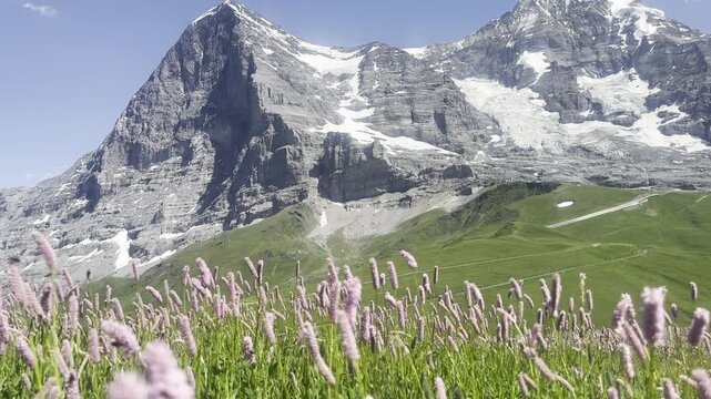 Pink alpine flowers swaying in the wind on a mountain meadow with Eiger, Jungfrau and Monch peaks in the background, Kleine Scheidegg near Grindelwald, Switzerland.