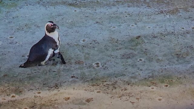 Close up of a Humboldt or jackass penguin swimming around a pond on a sunny day 
