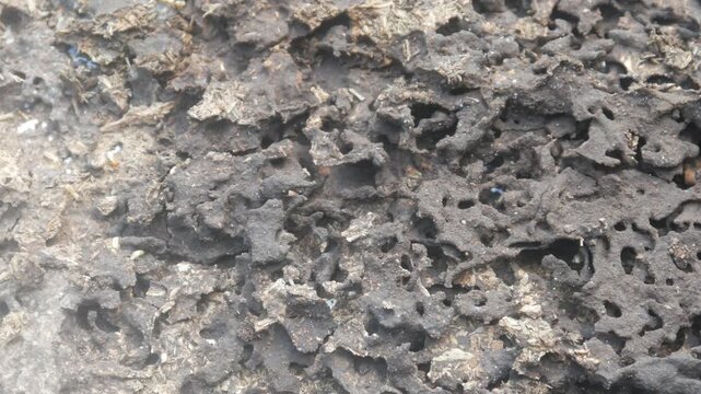 The structure of a termite nest shows a rough, porous, and hollow texture. The background shows details of wood that has been decomposed by the insects.