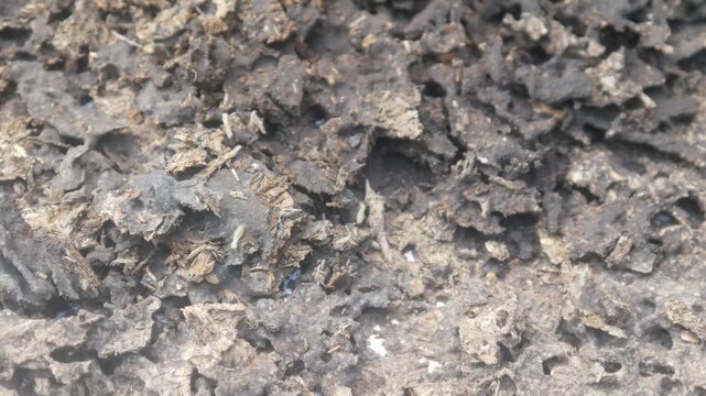 The structure of a termite nest shows a rough, porous, and hollow texture. The background shows details of wood that has been decomposed by the insects.
