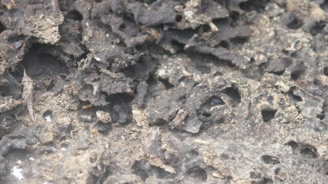 The structure of a termite nest shows a rough, porous, and hollow texture. The background shows details of wood that has been decomposed by the insects.