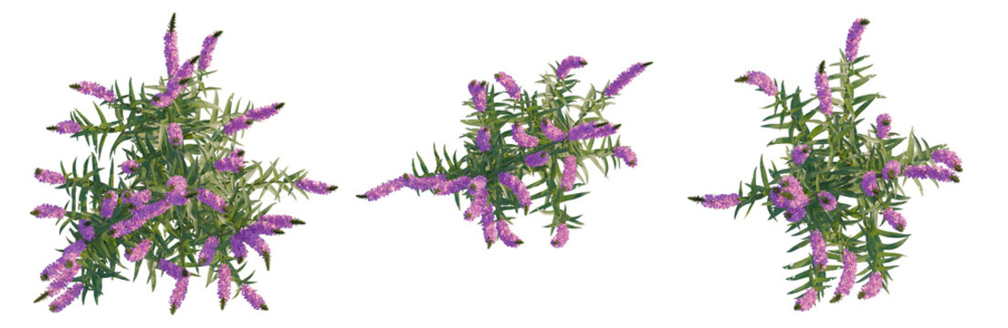 Lythrum salicaria tree plan, top view, cutout, transparent background, isolate, Blooming Lavender Plant Branch with Delicate Purple Flowers, Floral Elements for Spring Design