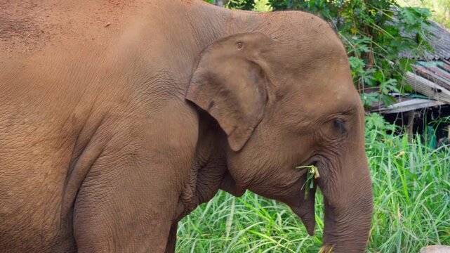 Majestic Thai Elephant Close-up 4K UHD Stock Video Footage. Detailed Portrait of a Large Asian Elephant's Eye, Trunk, and Wrinkled Skin. Beautiful Wildlife Animal in its Natural Habitat in Thailand. 