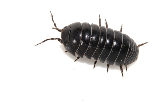 Close up of a woodlouse cheese log or roly poly insect pill bug isopod