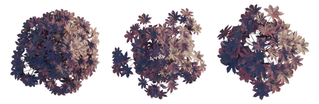 Ricinus communis tree plan, top view, cutout, transparent background, isolate, Autumn maple leaves falling in the air, beautiful golden foliage, vibrant colors, nature