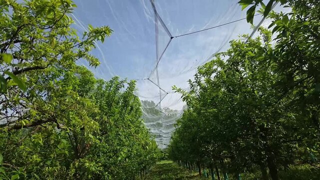 Filet de protection contre la gr&ecirc;le install&eacute; au-dessus d&rsquo;un verger, dans le cadre de la production agricole.