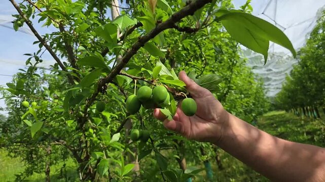 Mains d&rsquo;un technicien ou d&rsquo;un agriculteur arboriculteur, contr&ocirc;lant la qualit&eacute; des prunes en croissance et l&rsquo;&eacute;tat du feuillage au sein de l&rsquo;exploitation agricole.
