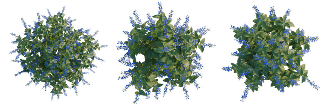 Salvia guaranitica tree plan, top view, cutout, transparent background, isolate, Vibrant Blue Flowers on Branch, Delicate Petals, Spring Bloom, Nature Photography, Floral Detail