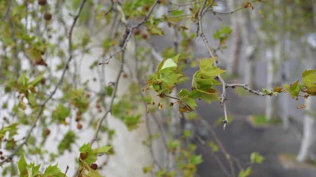Stormy fast changing spring weather in city, strong wind blowing with immense power, trees branches swaying with leaves flattering on wind, dangerous storm warning, high hurricane possibility.