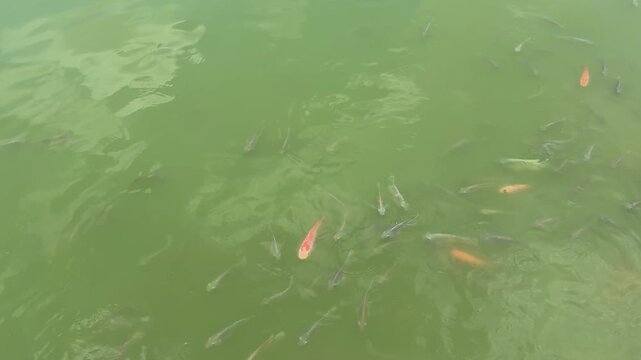 Tilapia and silver carp in aquaculture ponds.