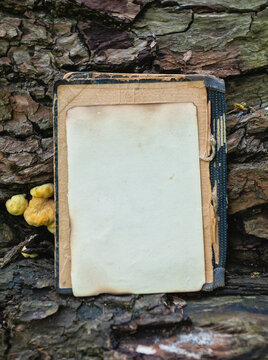 Vintage empty paper lies on the old wooden background