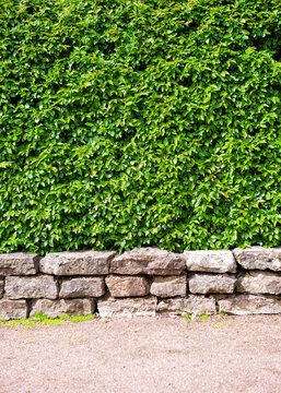 Green hedge with dense foliage grows above rustic stone wall
