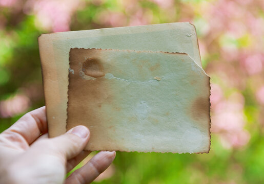 Hand of woman holds the vintage empty paper on green leaves background