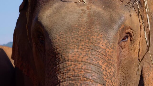 Majestic Thai Elephant Close-up 4K UHD Stock Video Footage. Detailed Portrait of a Large Asian Elephant's Eye, Trunk, and Wrinkled Skin. Beautiful Wildlife Animal in its Natural Habitat in Thailand. 