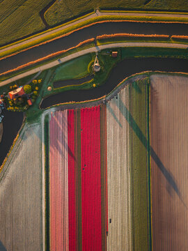 Aerial view of vibrant rows of red and pink tulip fields alongside a winding canal and a traditional windmill during golden hour in Schermerhorn, North Holland, Netherlands.