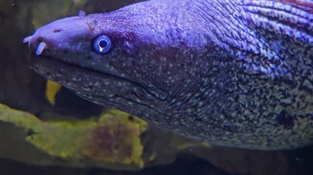 Close up head of a large white leopard eel swimming around beside a coral reef underwater
