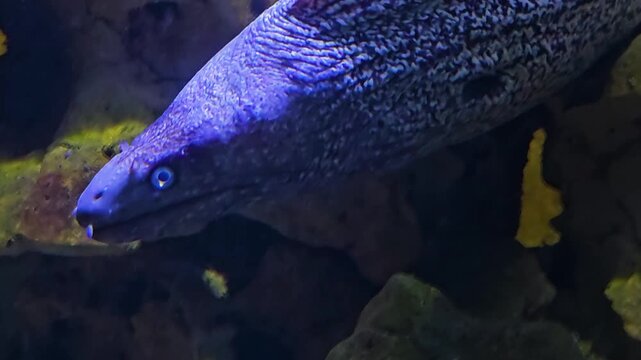 Close up head of a large white leopard eel swimming around beside a coral reef underwater