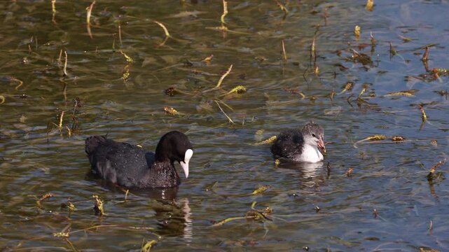 Adult Eurasian coot swimming with chick in pond among aquatic plants, feeding behavior