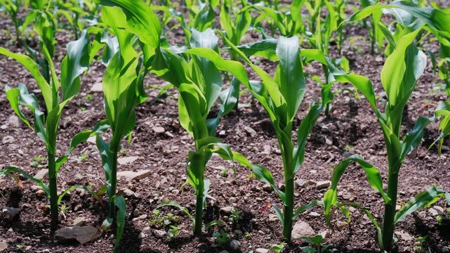 Fresh Green Plants Emerging Smoothly, Smallscale Sustainable Farming Showcases Hopeful Green Sprouts During Planting Season