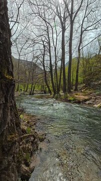 Clear stream rushes through forested valley. Mount Ozren area, (Balkans, Serbia) Vertical