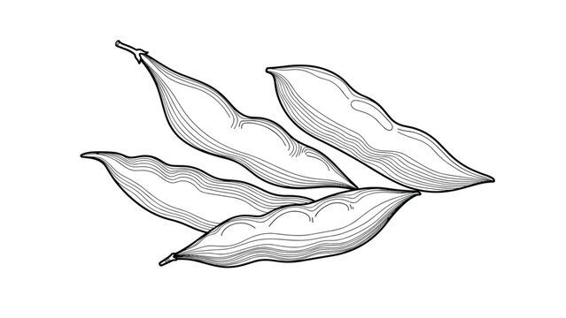 Detailed black and white outline drawing of several fresh green bean pods, highlighting their natural curves and textures, perfect for a culinary or botanical illustration.