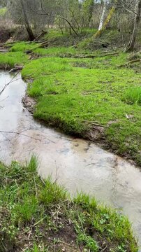 Walk in a real wild forest in spring. The clear water of the spring flows by the rock. Fir trees and moss grow on the red sandy rock. National prk of Latvia. Cesis, Zagarkalns. 