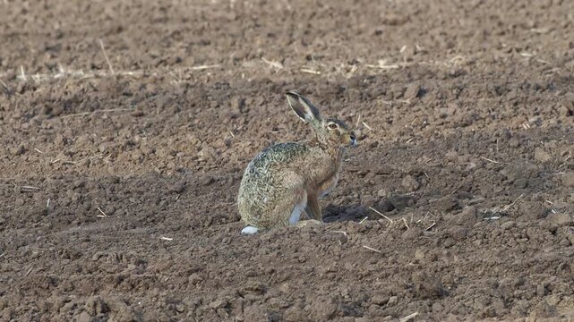 European hare resting on freshly plowed field before running away, Lepus europaeus