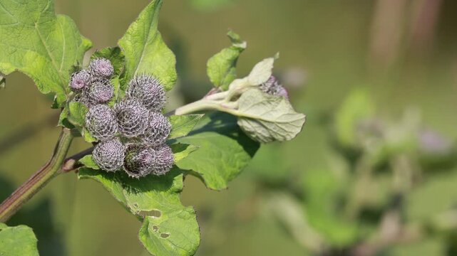 Close up of green prickly burdock burrs and leaves swaying in nature