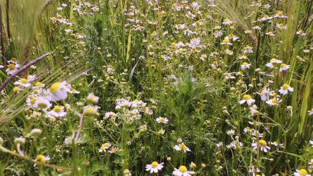 Gentle daisies dance in open grasslands, Tranquil natural habitat featuring daisies swaying amidst lush grassy expanses
