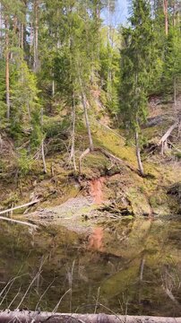 Walk in a real wild forest in spring. The clear water of the spring flows by the rock. Fir trees and moss grow on the red sandy rock. National prk of Latvia. Cesis, Zagarkalns. 