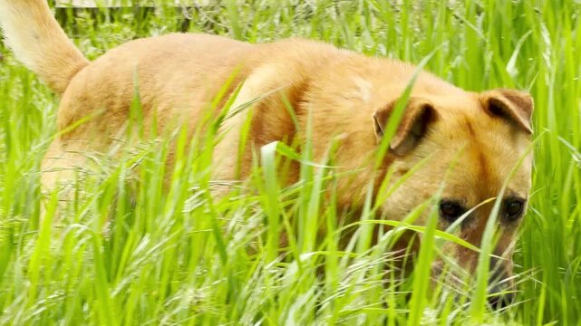 A lonely brown dog wanders through patches of long, bright green grass. It looks curious yet gentle as it explores the backyard area. The scene feels peaceful and quiet.