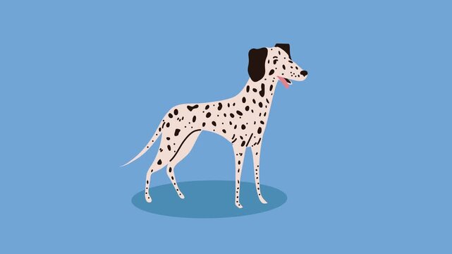 Animated dalmatian dog standing on blue background with smooth transition effects and clean 2d flat vector style.