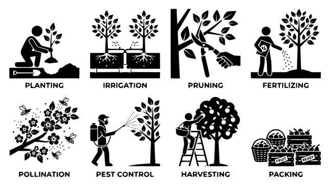 Set of black and white orchard farming process icons