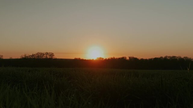 Sunrise Over Grassy Field Golden Hour Soft Orange Glow Rises Above Distant Treeline With Foreground Blades