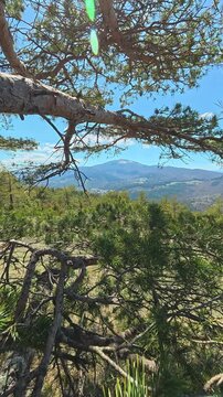 Sunlight filters through pine branches. Ljukten peak, (Balkans, Serbia) Vertical