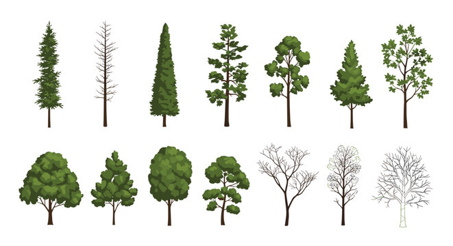 Diverse collection of tree species including evergreen pines leafy deciduous trees and bare winter branches on a plain white background.