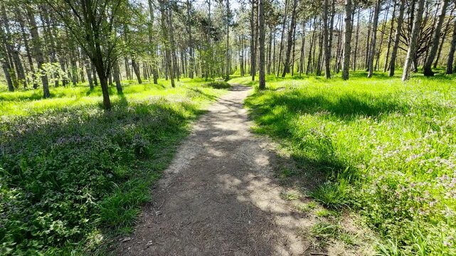 A narrow dirt path stretches through a bright, sunlit forest. Vibrant green grass and small purple wildflowers line the trail, creating a cheerful, peaceful, and inviting natural escape.