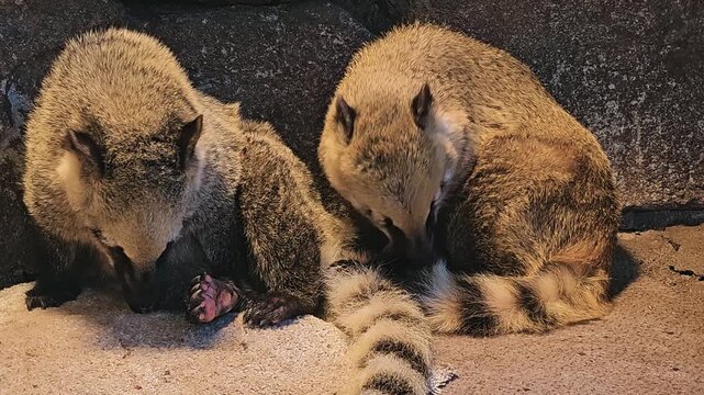Close up of two coati or coatimundis sitting down and resting on the ground against a rock watching